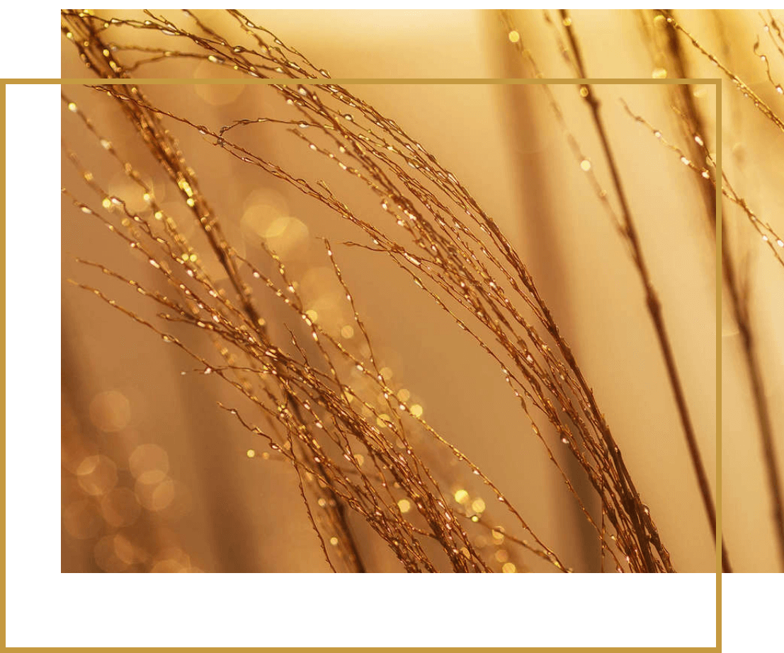 wheat wheat